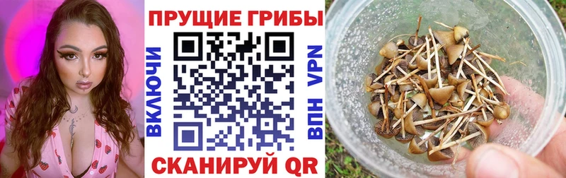 Псилоцибиновые грибы прущие грибы  Луховицы 